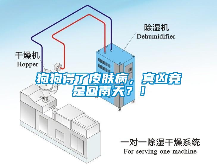 狗狗得了皮膚病，真兇竟是回南天？！