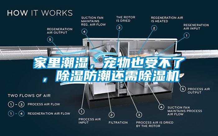 家里潮濕，寵物也受不了，除濕防潮還需除濕機(jī)